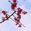 lingxiang jiang