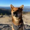 Simba