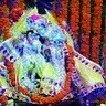 Nishant Chauhan
