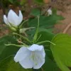 Nivedha