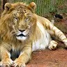 Prashant Singh