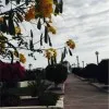Siham Alkindi