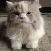 ari