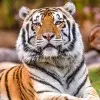 Mike Tiger