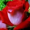 khursheed alam