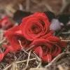 Aqsa Azeem