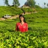 Urekha sri