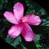 Priya
