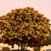 atiya fatima