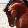 Mohamad Mohamadi