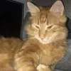 Cat Myshebor