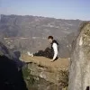 Tyrhys Twist