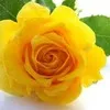 Rose Rtest