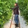 NESLİHAN GÜL