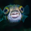 Jacob Fish