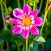 Bushra Ch