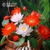 Mumthas Sidheek