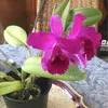 Christine Attwood