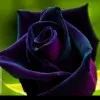 Rozina Ahmad
