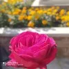 Mashal Fatima