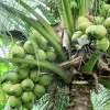 Konaseema Biosol PvtLtd