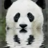 Panda Tang
