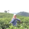 Yulinda Dita Hapsari