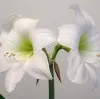 Obanna
