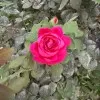Halima Ablat