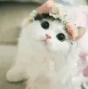 Mahnoor Ijaz