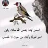 Ahmed Alisawi