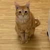 Pumpkin Mouse the Cat Lee