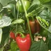 Murugan agri