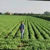 Hitesh Sundesha