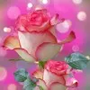 Tahreem Fatima