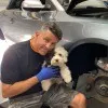Mickey Macelli