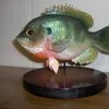 Gary Kammerud
