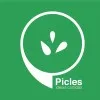 Cesar Estudio Picles