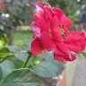 Leelavathi Seetharam