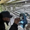 Lwando Mcoli