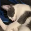 Tyson