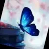 Madiha Noreen
