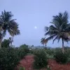 Preethi Xavier