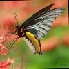 Ratheesh chandran