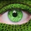 tinhdautram info