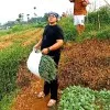 ridwan naufal