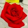 Sriooha Reddy