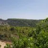 Tomer Krepak