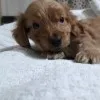 Pablo Javier
