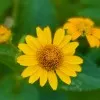 Roshne